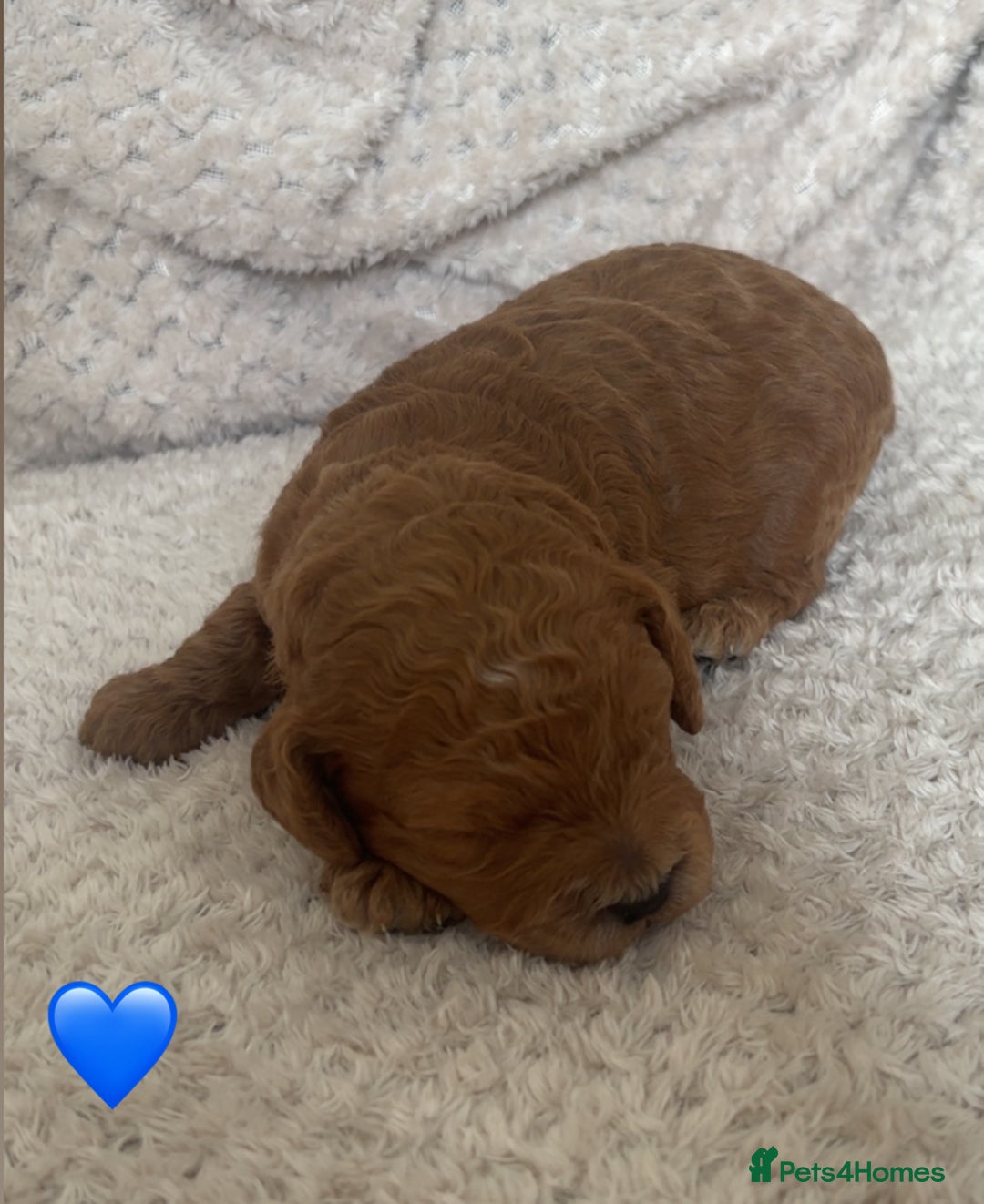 Cockapoo dogs for sale: F1b cockapoo puppies  - Image 10