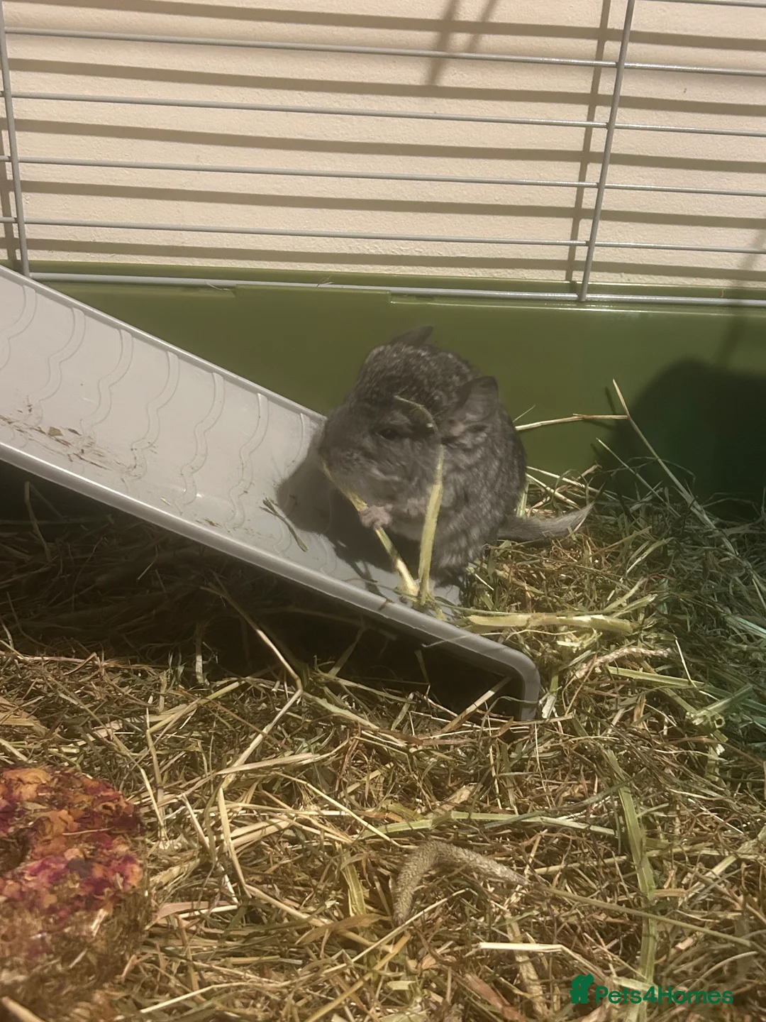 Chinchilla rodents for sale: 3 baby chinchillas for sale  - Advert 3
