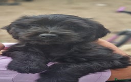 Mixed Breed dogs for sale: ADORABLE puppies  - Image 4