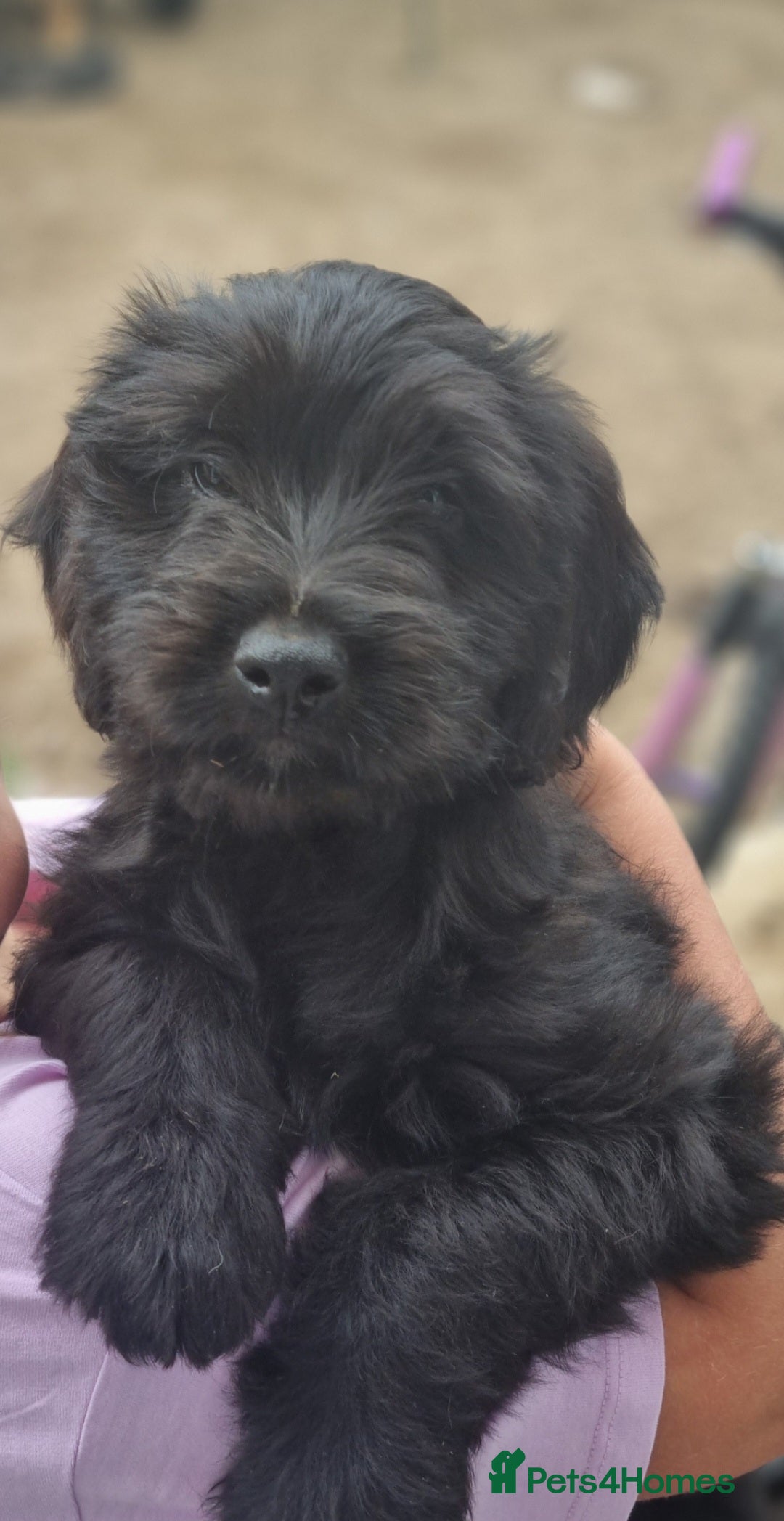Mixed Breed dogs for sale: ADORABLE puppies  - Image 4