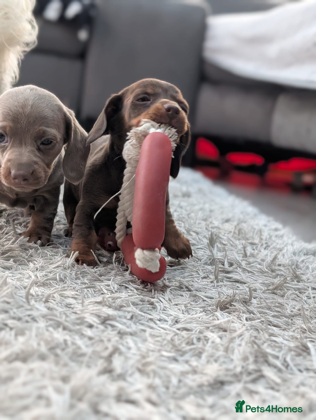 Miniature Dachshund dogs for sale: Adorable little of miniature daschunds  - Advert 20