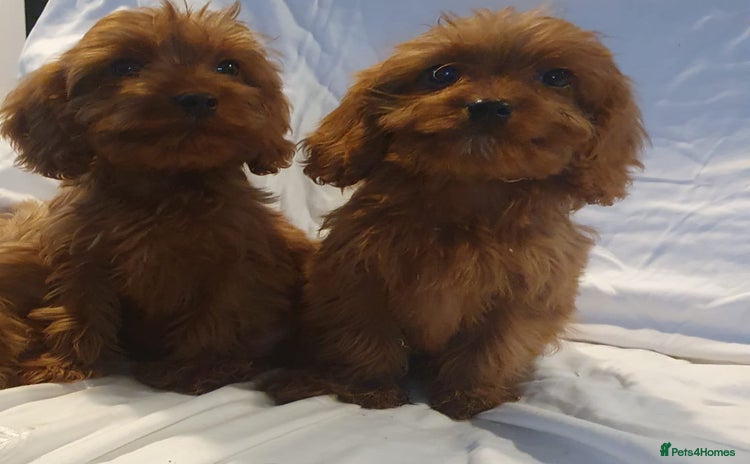 Cavapoo dogs Cavapoo - Advert 4