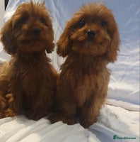 Cavapoo dogs Cavapoo - Advert 4