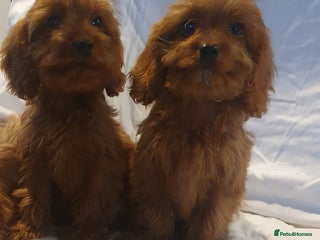 Cavapoo dogs Cavapoo - Advert 14