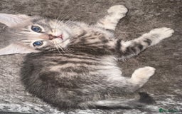 Mixed Breed cats for sale: 4 beautiful maincoon cross kittens 3 BOYS 1 GIRL - Image 4