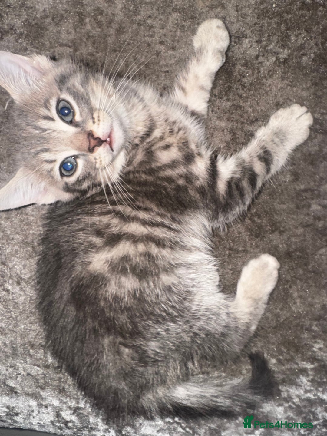 Mixed Breed cats for sale: 4 beautiful maincoon cross kittens 3 BOYS 1 GIRL - Image 4