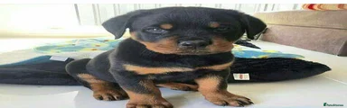 Rottweiler 1