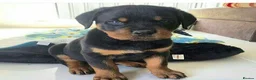 Rottweiler dogs for sale: Rottweiler puppies for sale in Newport - Advert 3