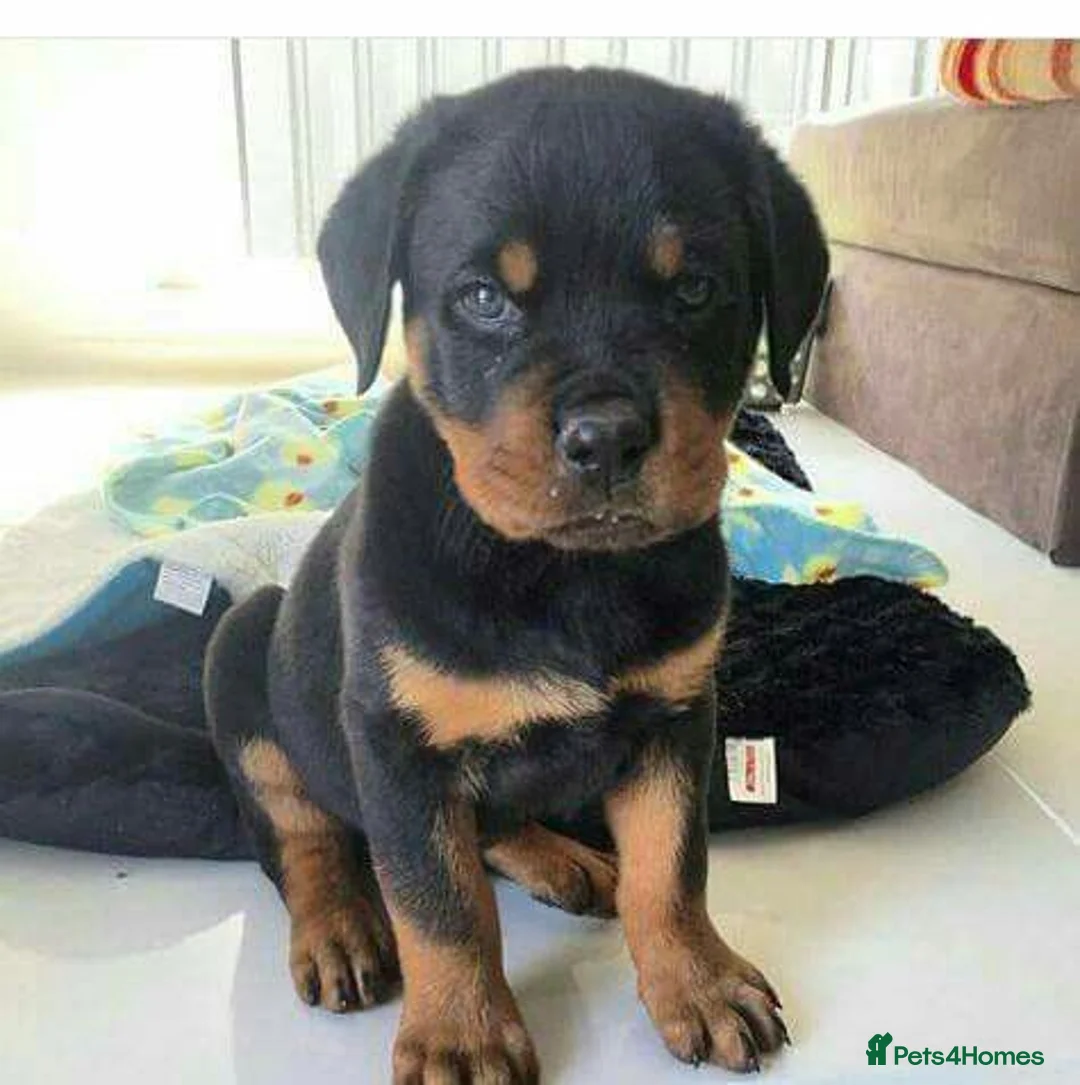 Rottweiler dogs for sale: Rottweiler puppies for sale in Newport - Advert 3