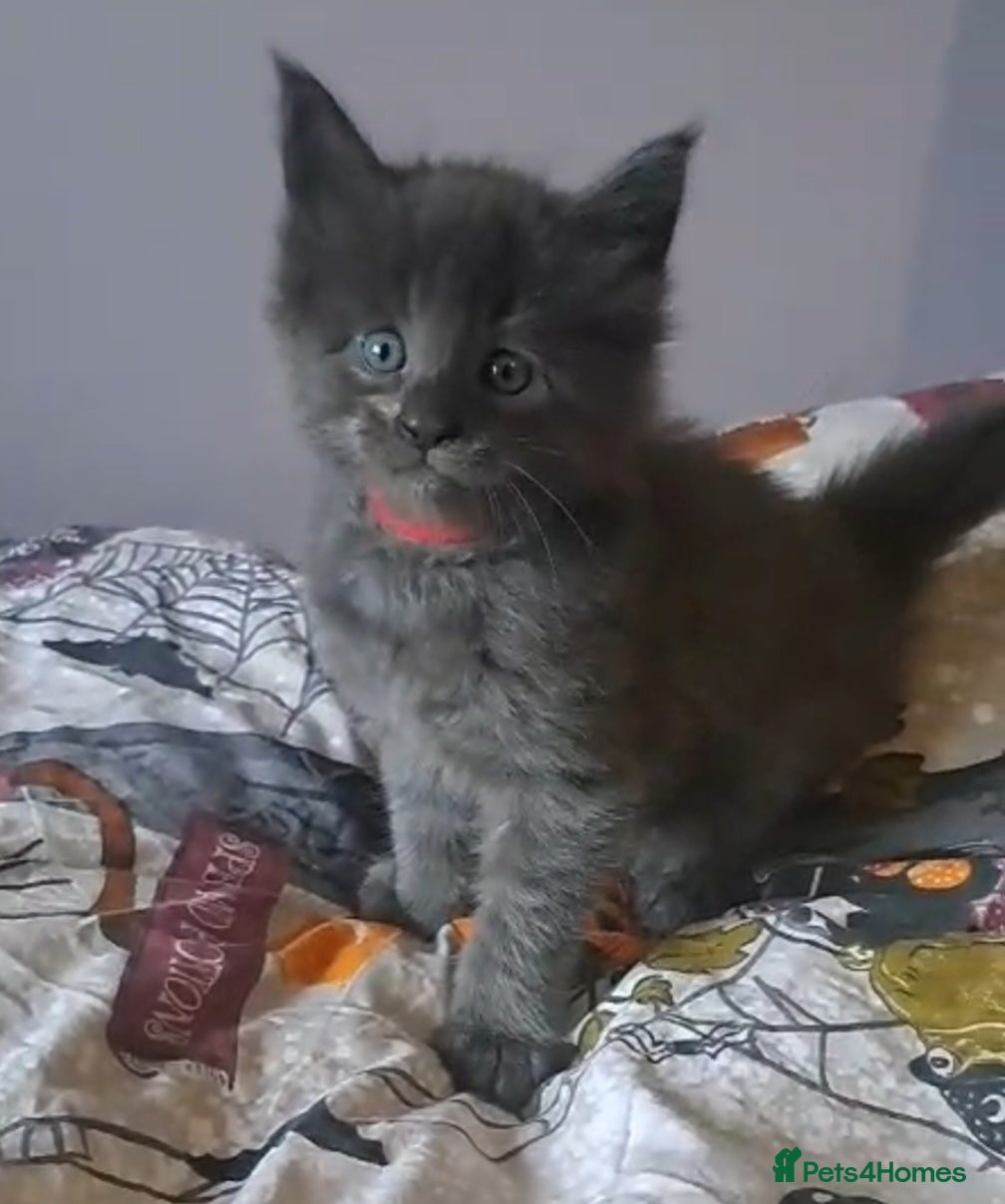 Maine Coon cats GCCF registered Blue  Maine coon litter  - Advert 8