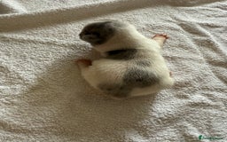 French Bulldog dogs for sale: French Bulldog Puppies 3 Male 4 Female  - Image 30