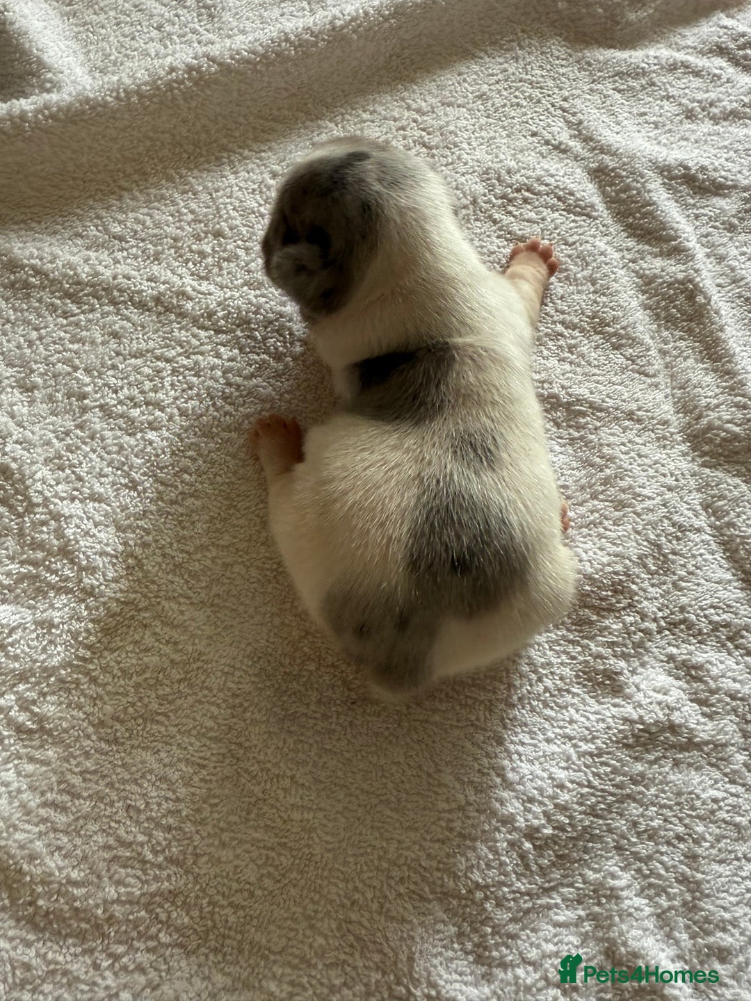 French Bulldog dogs for sale: French Bulldog Puppies 3 Male 4 Female  - Image 30