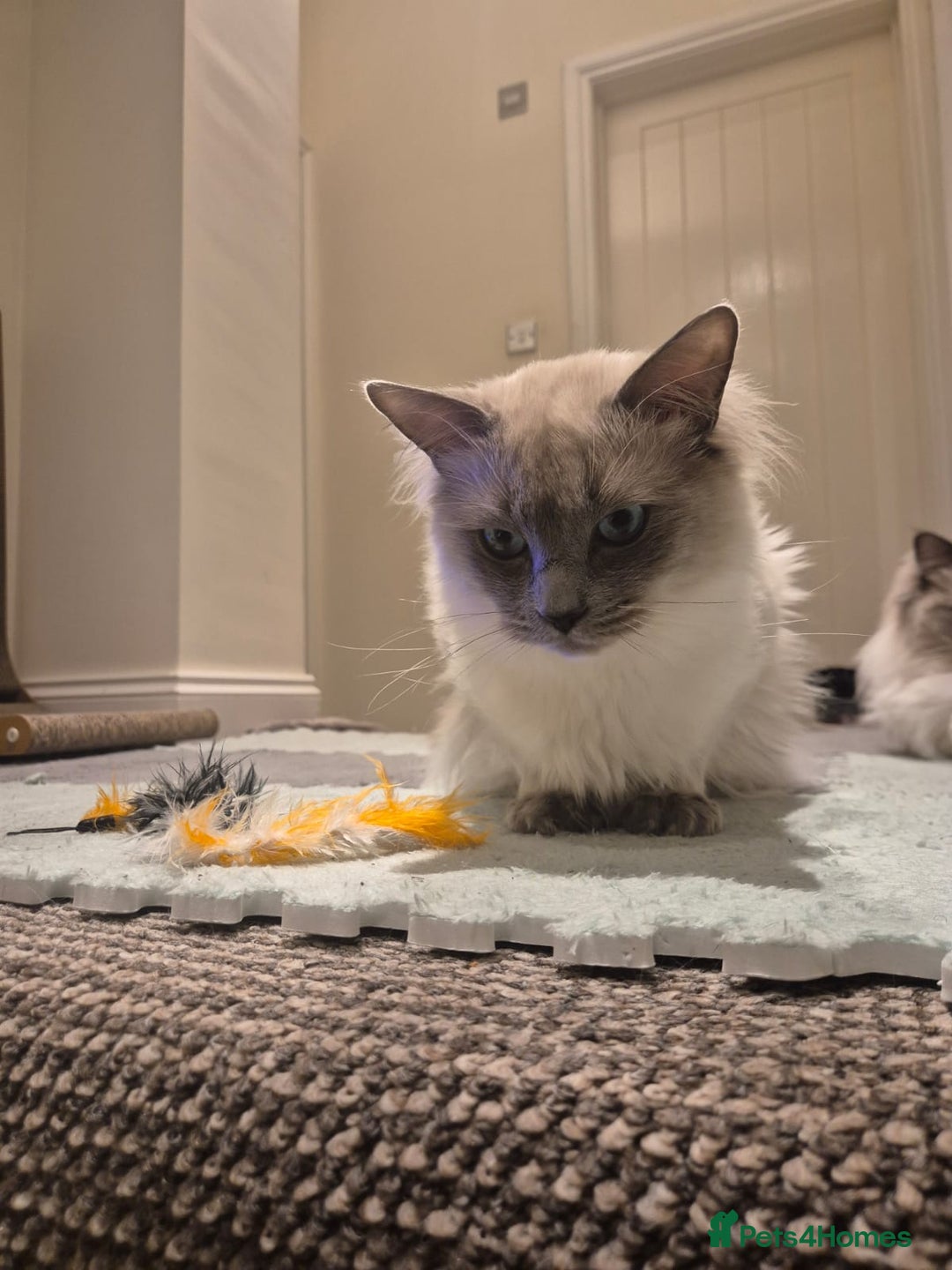 Ragdoll cats for sale: 9month old Ragdoll - Advert 6