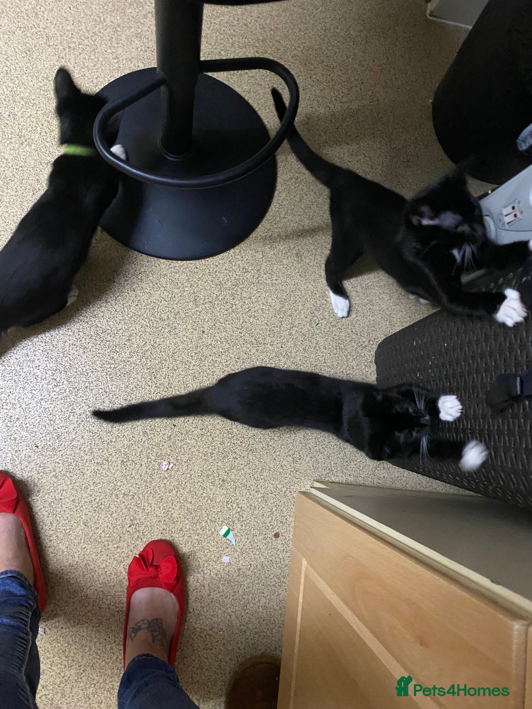 Mixed Breed cats for sale: Black & white kittens need their forever homes - Image 1