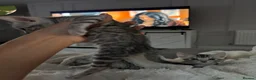 Bengal cats for sale: Gorgeous Bengal kittens  in Cambridge - Advert 9