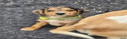 Beagle dogs for sale: Beaglepoo/poogles in Dartford - Advert 15