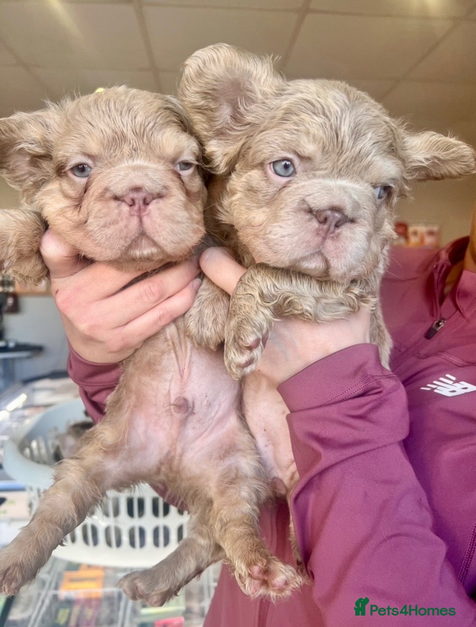 French Bulldog dogs Fluffy French bulldogs looking for their forever  - Advert 8