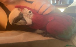 Macaws birds for sale: Hand reared baby green wing macaws - Image 1