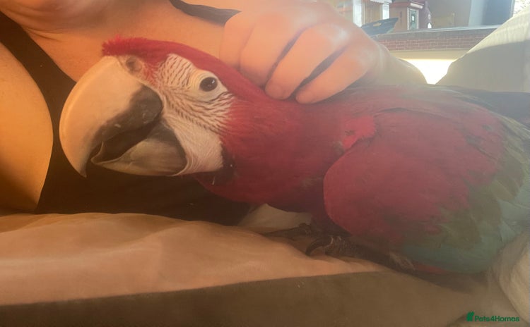 Macaws birds - Advert 3