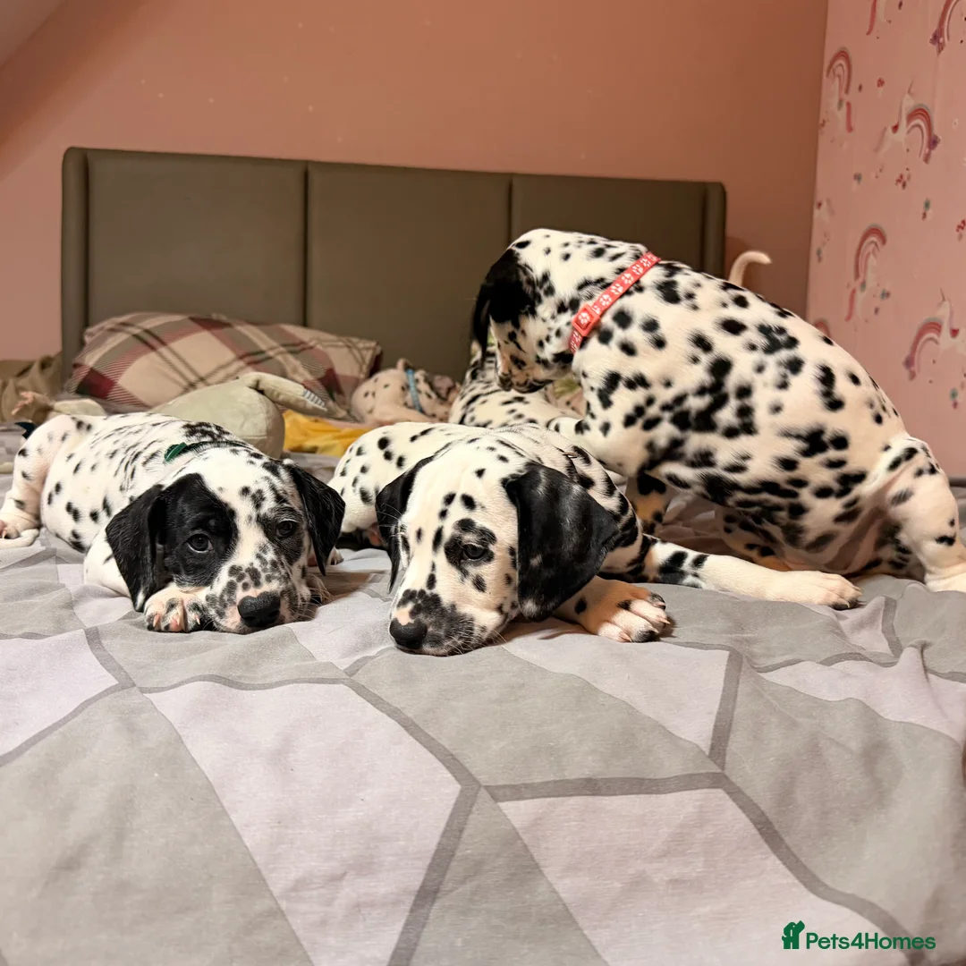 Dalmatian dogs for sale: 🐾Our Last Boy looking for forever home 🐶 💙 - Advert 24