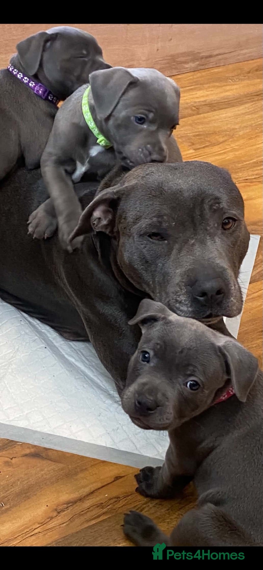 Staffordshire Bull Terrier dogs for sale: Beautiful kc registered Staffords bull terrier  - Advert 1