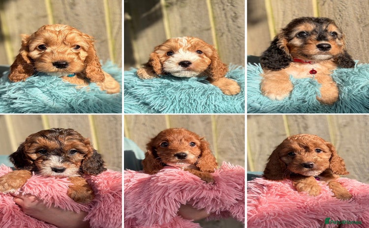 Cockapoo dogs - Advert 16