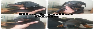 Black collar male 