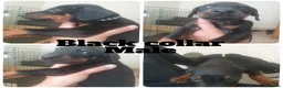 Dobermann dogs for sale: ☆☆Ready to leave Today  Black Doberman Puppies☆☆ - Advert 35
