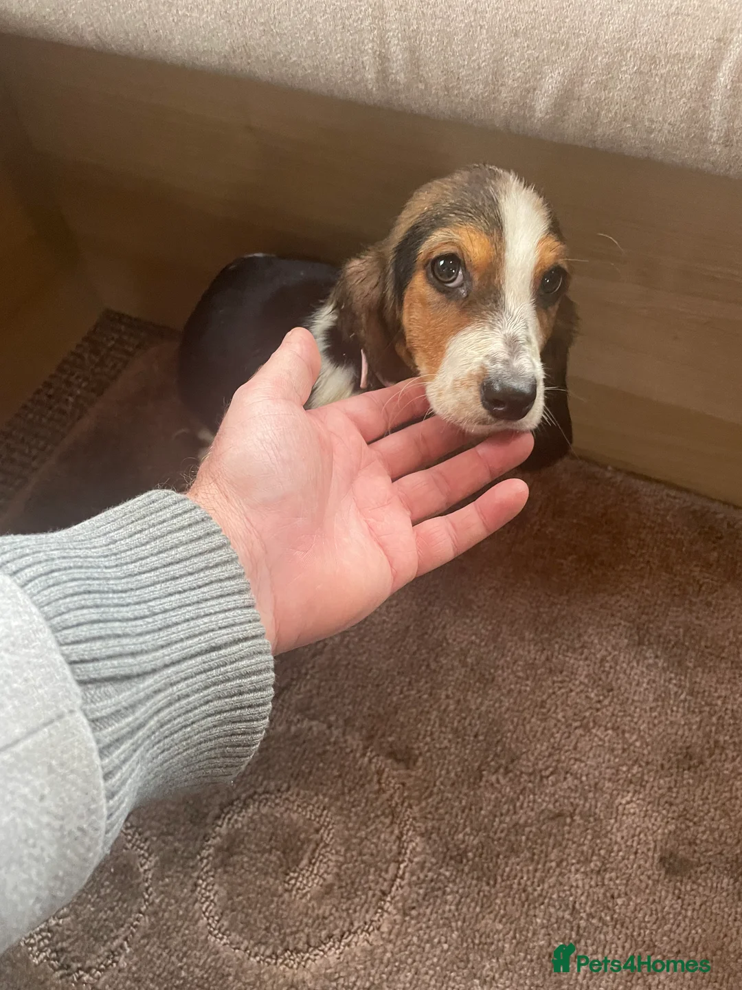 Basset Hound dogs for sale: Bassett hound puppies - Advert 8