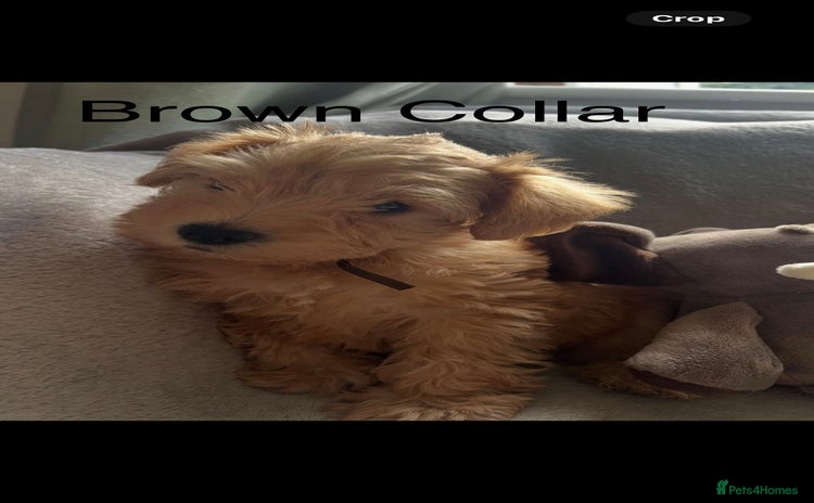 Schnoodle dogs - Advert 1