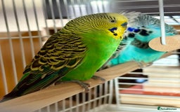 Budgerigars birds for sale: 🟡💚 Young Budgie for Sale  - Image 2