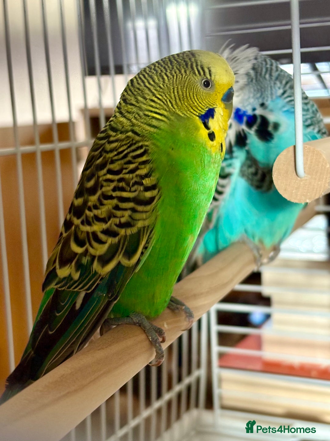 Budgerigars birds for sale: 🟡💚 Young Budgie for Sale  - Image 2