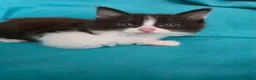 Mixed Breed cats for sale: Adorable Ragdoll Mix Kittens  - Advert 13