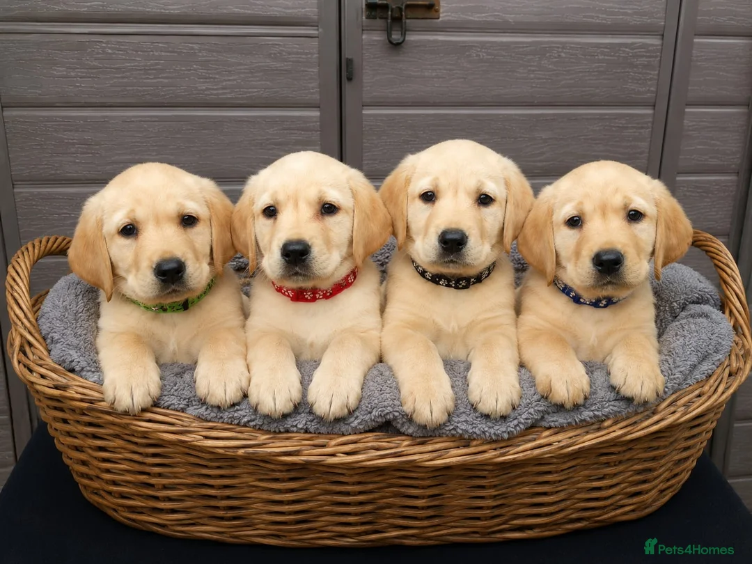 Goldador dogs for sale: Beautiful f1 Goldador puppies - Advert 2