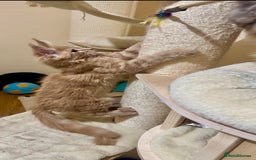 Maine Coon cats for sale: Last Ginger Boy Pure Mainecoon! - Image 16