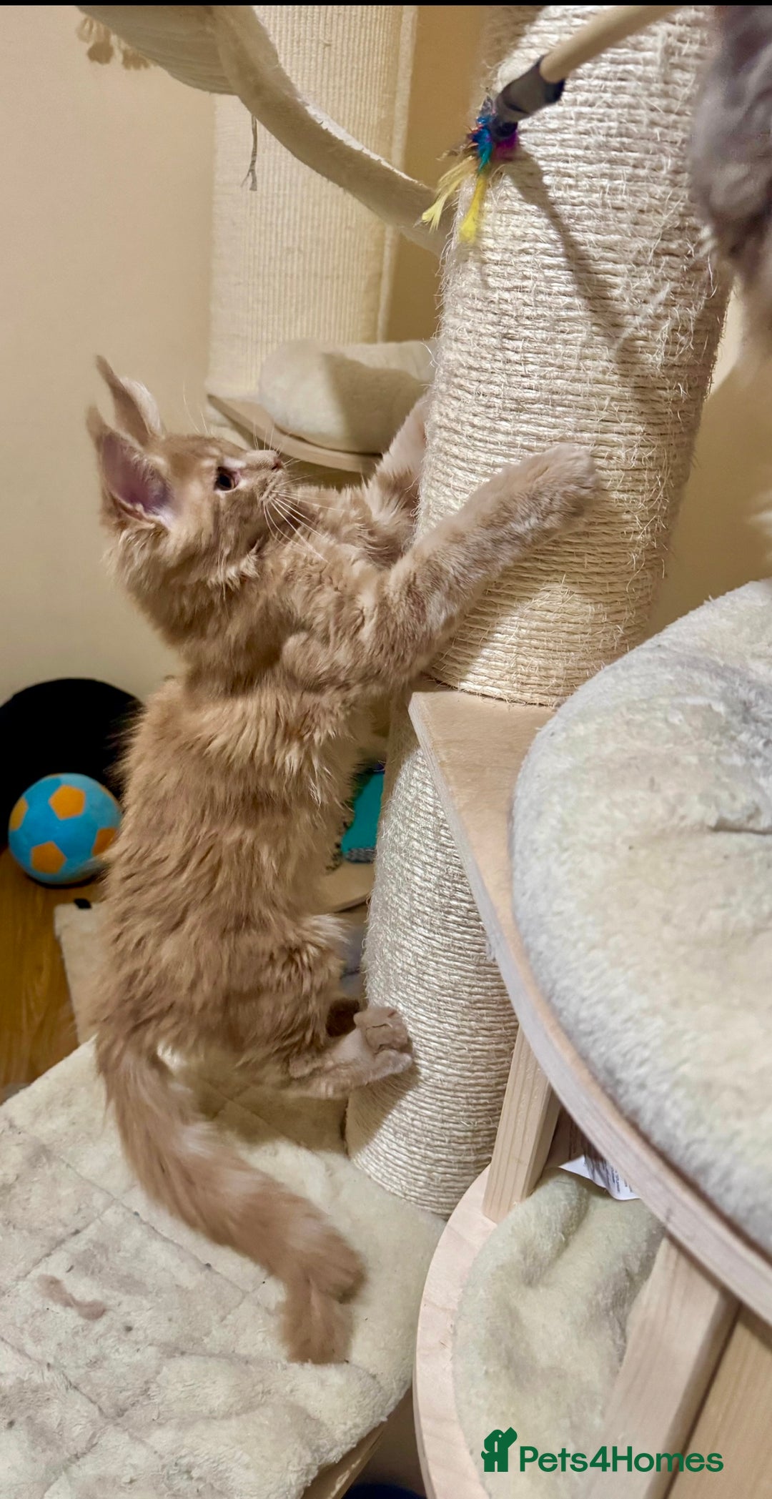 Maine Coon cats for sale: Last Ginger Boy Pure Mainecoon! - Image 16