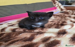 Ragdoll cats for sale: Beautiful Ragdoll X kittens - Image 14