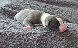 Whippet dogs for sale: 6 Gorgeous KC Reg Whippet Girls - Image 3