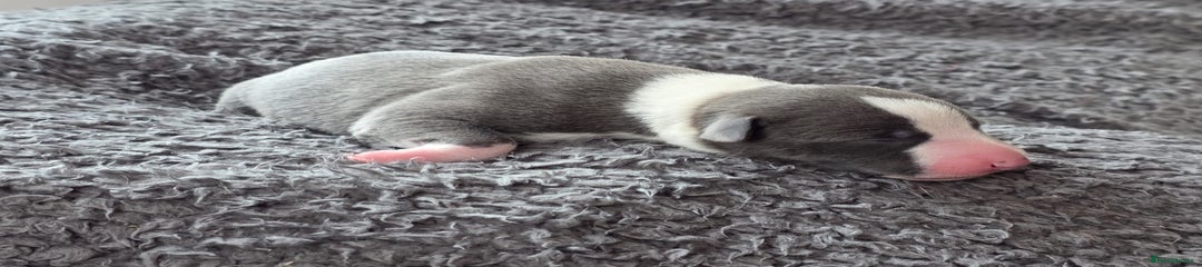 Whippet Puppy 2