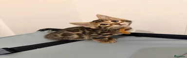 Bengal 2