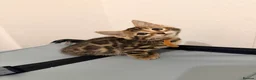 Bengal cats for sale: 2 female bengals  - Advert 2