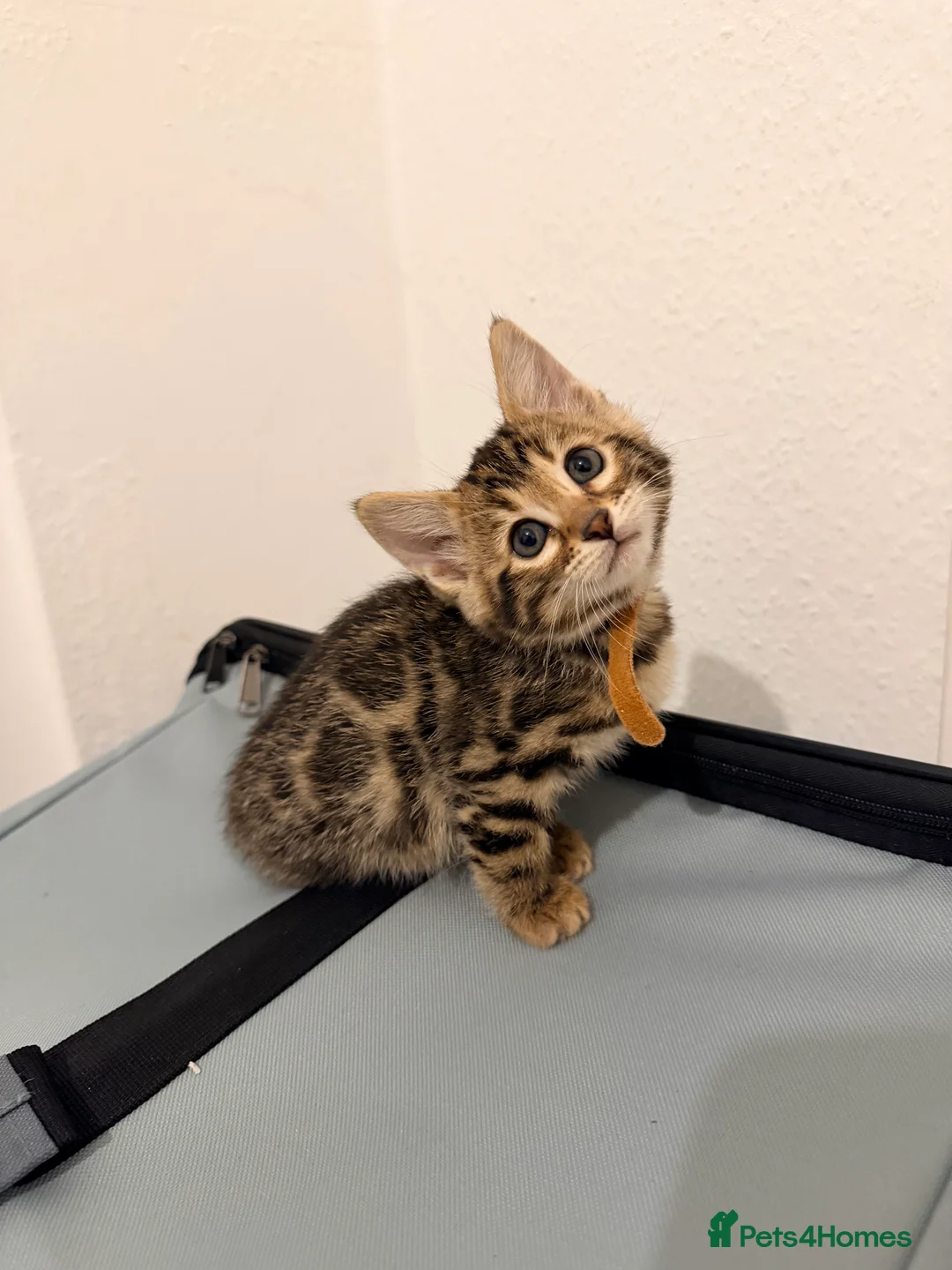 Bengal cats for sale: 2 female bengals  - Advert 2