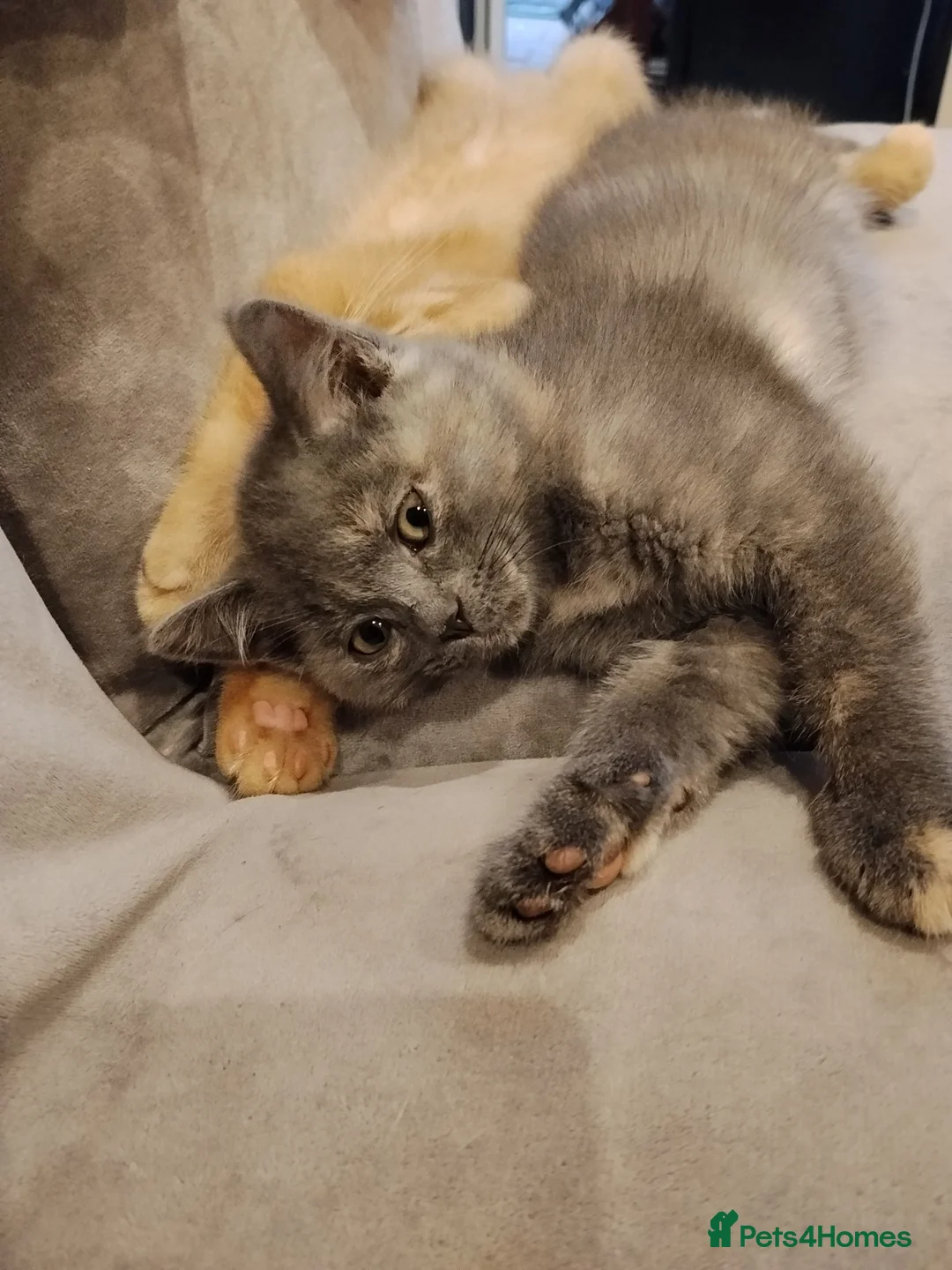 Mixed Breed cats for sale: Beautiful kittens looking for home  - Advert 2