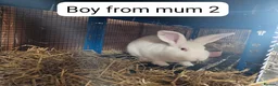 New Zealand rabbits for sale: NewZealand Whites - Advert 3