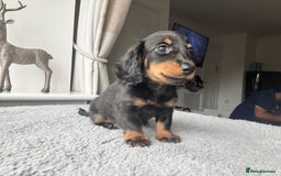 Dachshund dogs for sale: LONGHAIRED MINIATURE DACHSHUND READY NOW - Image 13