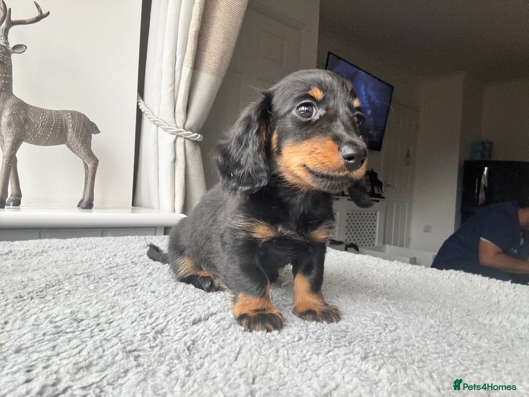 Dachshund dogs for sale: LONGHAIRED MINIATURE DACHSHUND READY NOW - Image 13