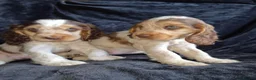 Cocker Spaniel dogs for sale: Kc reg show cocker spaniel - Advert 7