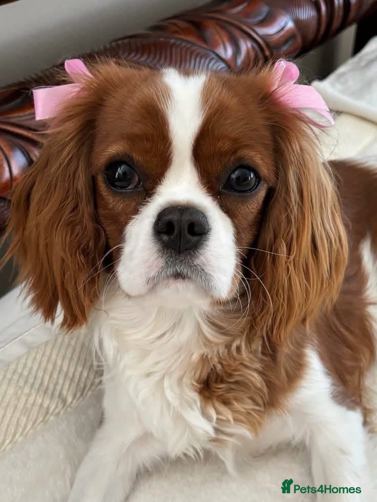Cavalier King Charles Spaniel dogs Kc registered Blenheim girl  - Advert 3