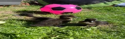 Ducks poultry for sale: Mixed breed ducklings - Advert 4