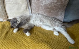 Ragdoll cats for sale: Ragdoll kittens - Image 34